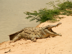 Caimán Orinoco