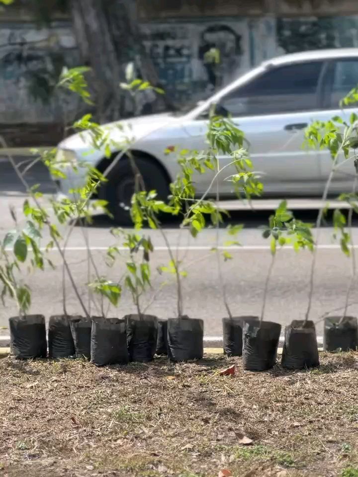 ¡Transformando nuestras avenidas en corredores de vida! 

​En la Avenida Las Américas pusimos en...